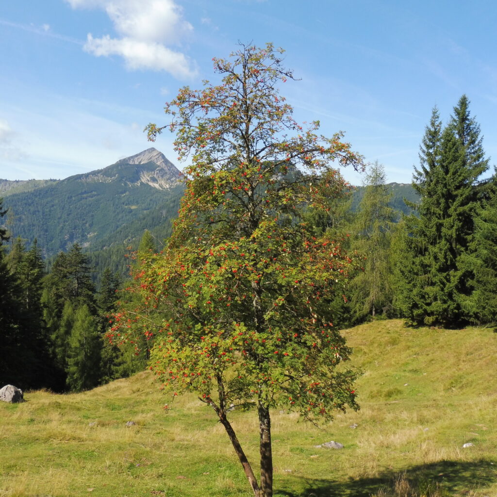 Baum mit Berg im Hintergrund