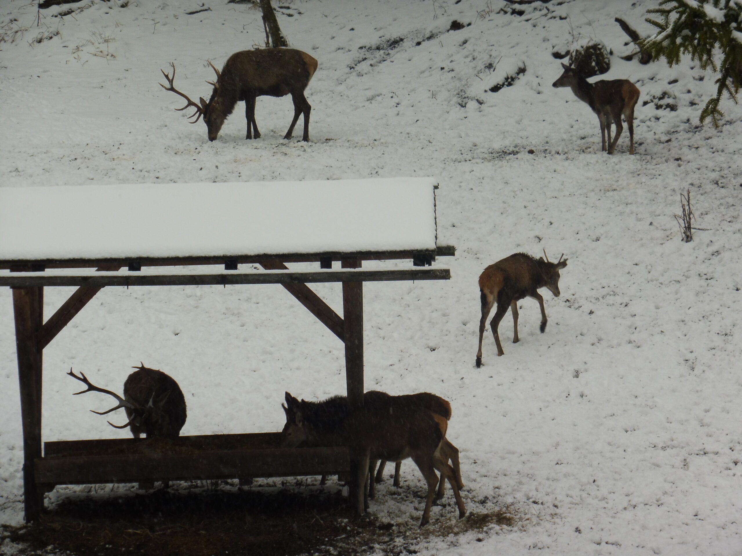 Wildtierfütterung